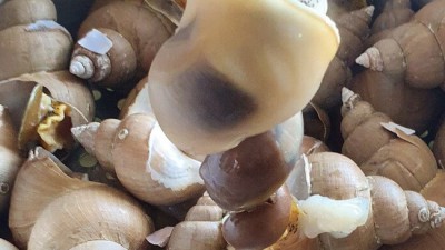 탱글함 그대로! 급냉백골뱅이 할인 득템 후기 🐚✨